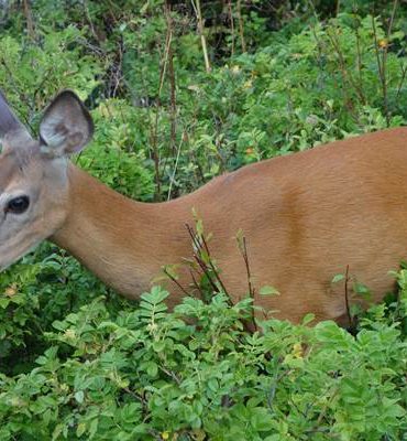 Randonnées faciles en Gaspésie en famille