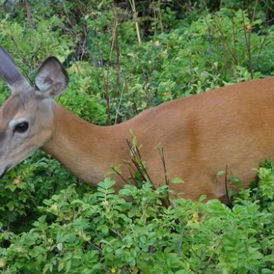 Randonnées faciles en Gaspésie en famille