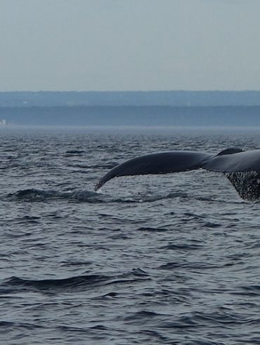 Ou comment croisière baleine observer baleine