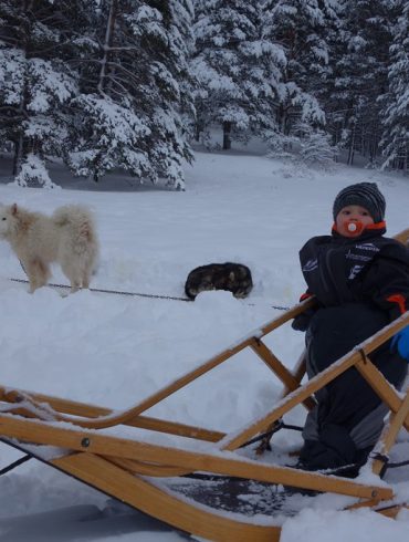 Chiens de Traineau dans les Hautes-Alpes