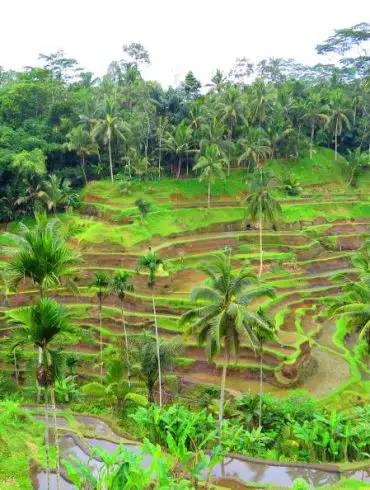 Que faire à Bali avec des enfants?