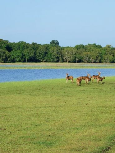 Safari en famille au Sri Lanka