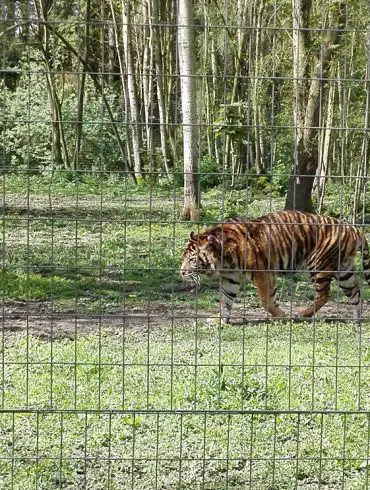 Le Parc des félins en famille - Seine et Marne