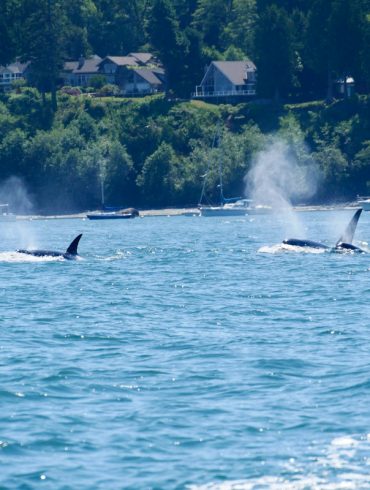 Victoria: Capitale sur l'eau