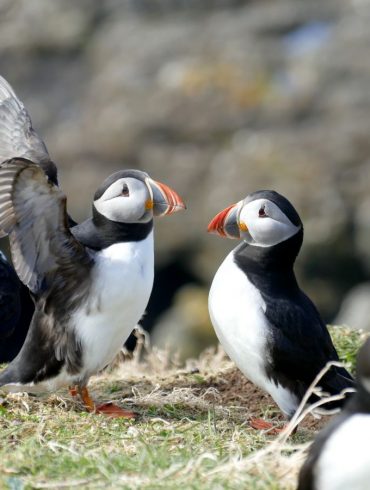 Visiter Glasgow et l'île de Mull en famille