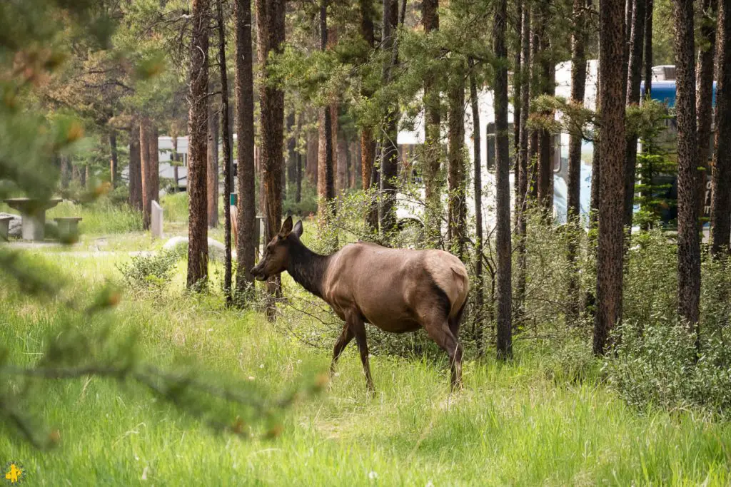 Parc National de Jasper randonnées et autres activités