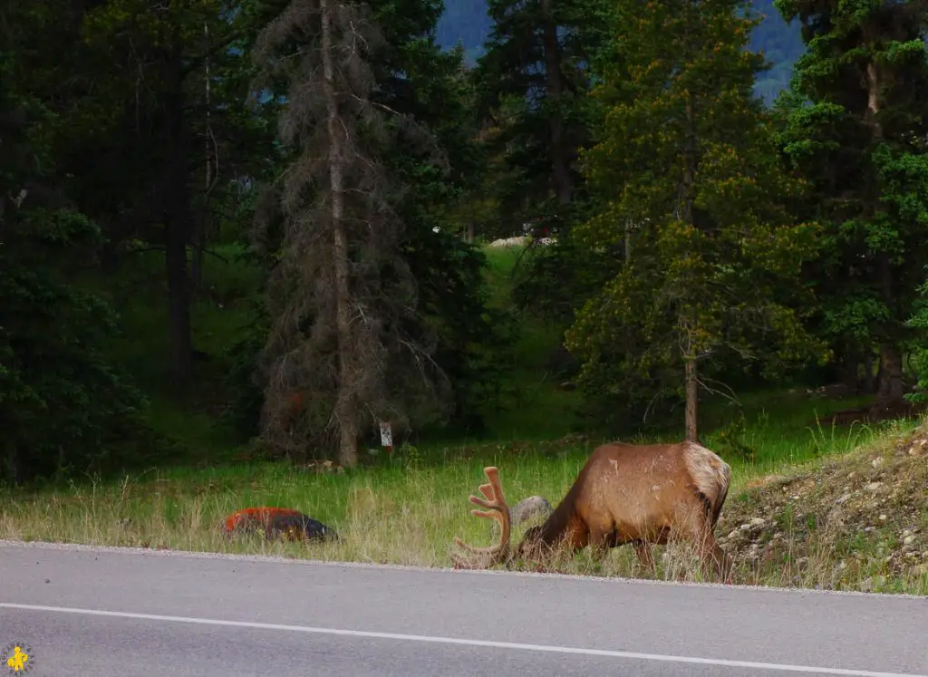 Parc National de Jasper randonnées et autres activités