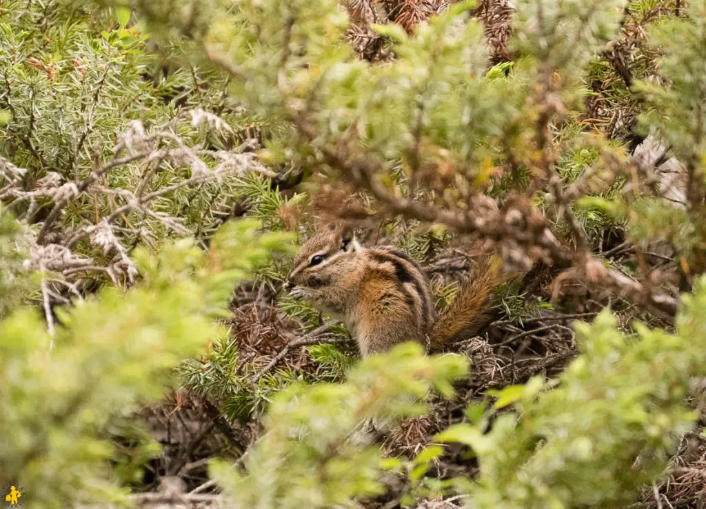 Parc National de Jasper randonnées et autres activités