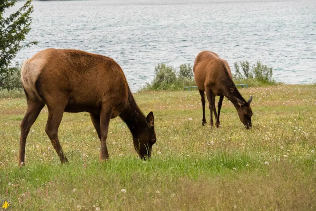 Parc National de Jasper randonnées et autres activités