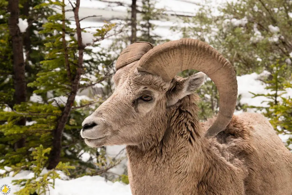 Parc National de Jasper randonnées et autres activités