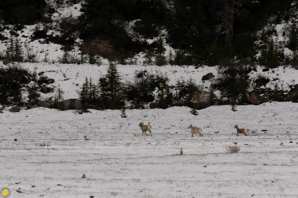 Parc National de Jasper randonnées et autres activités