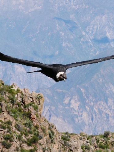 Majestueux Canyon de Colca