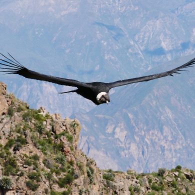 Majestueux Canyon de Colca