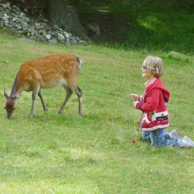 Vallée de Chamonix: le parc animalier de Merlet