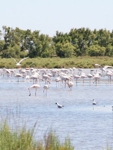 1 semaine en cCamargue avec enfant