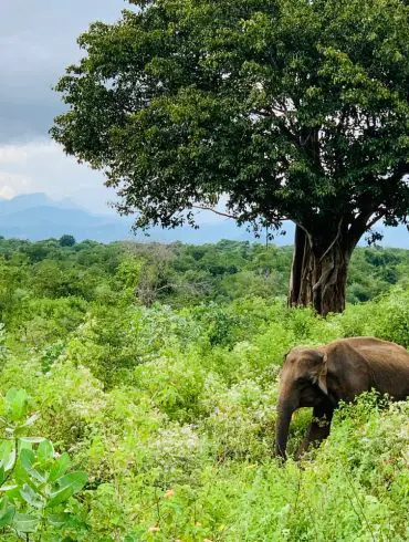 Voyage 15 jours sur Sri Lanka en famille