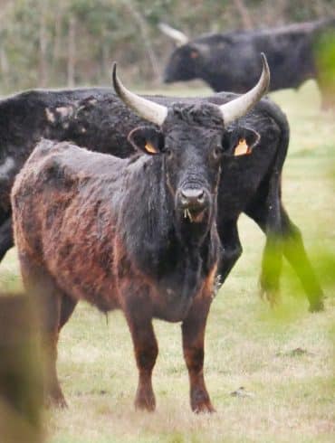 Camargue en camping-car