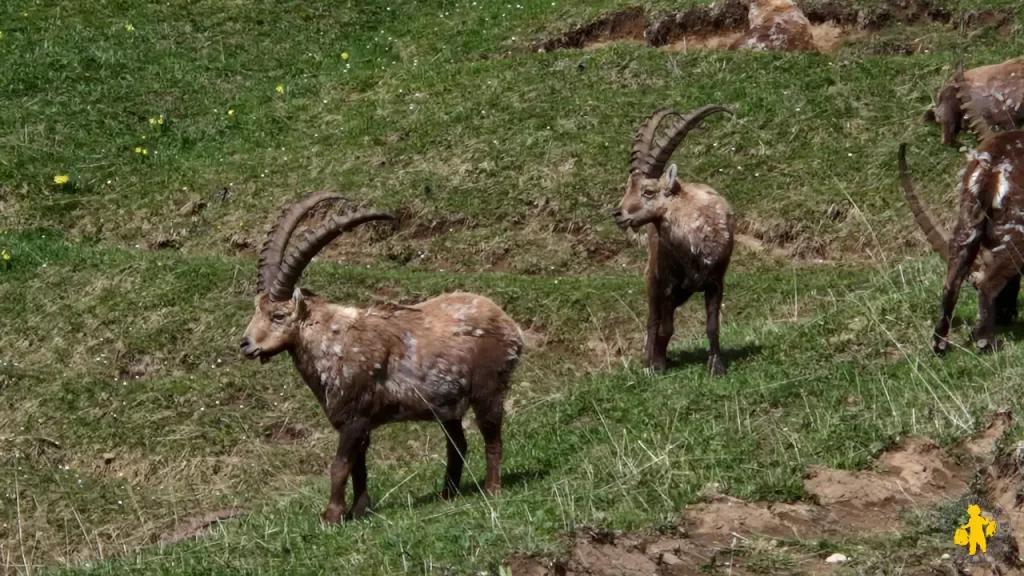 3 jours rando itinérante familiale Hauts Plateaux du Vercors