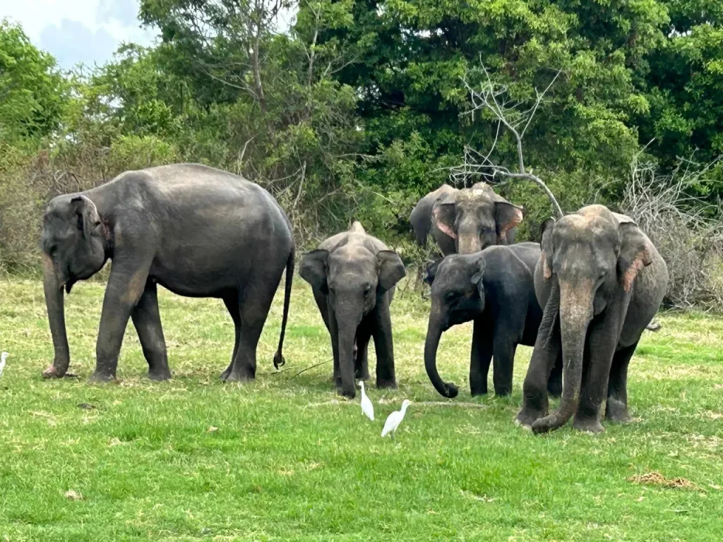 4 semaines en tuk-tuk au Sri Lanka