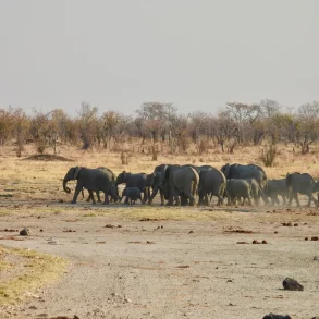 Safari, culture et grands espaces au Zimbabwe