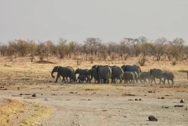 Safari, culture et grands espaces au Zimbabwe