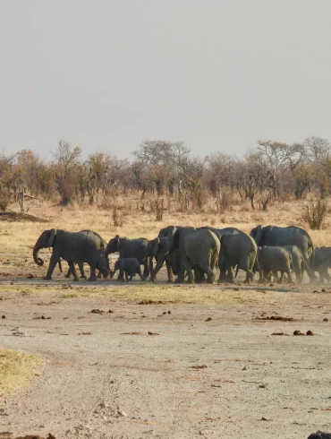 Safari, culture et grands espaces au Zimbabwe