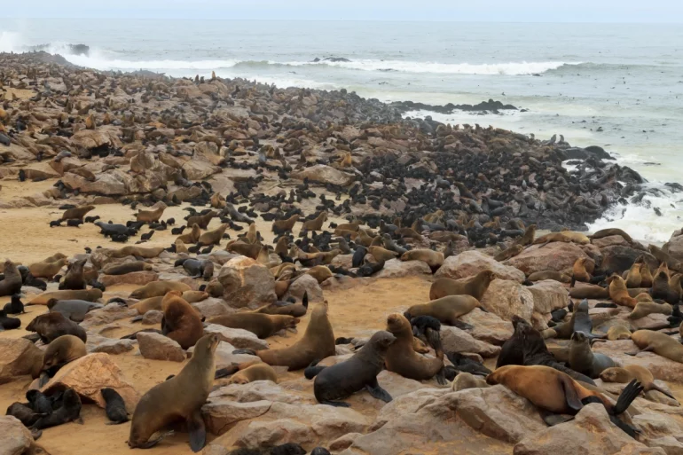 Namibie en famille côte squelette