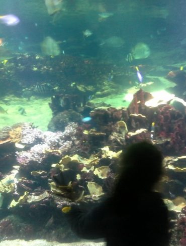 L'Aquarium Nausicaa en famille