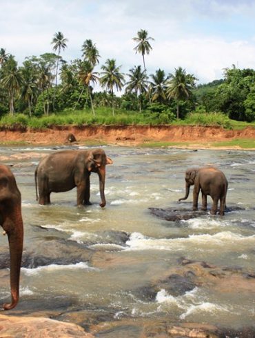 Le Sri-Lanka avec chauffeur