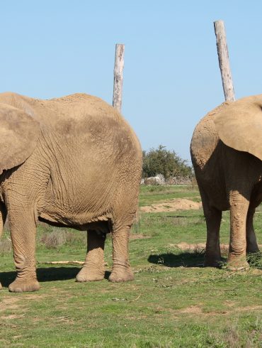 Une visite à Planète Sauvage en famille